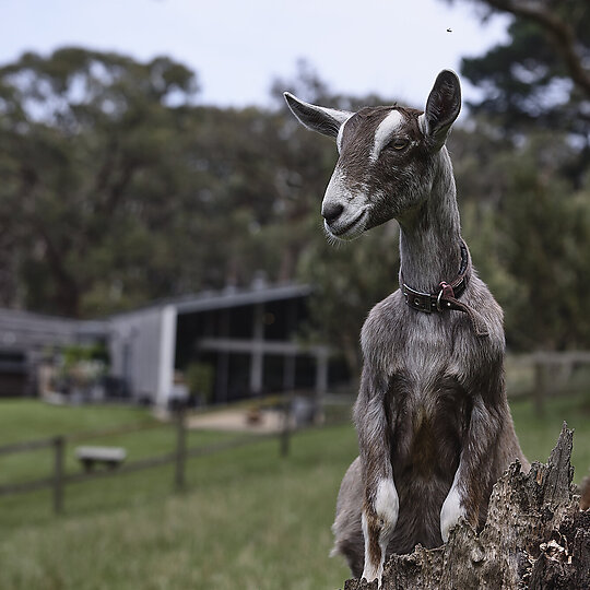 Interior photograph of Billies - Main Ridge Goat Dairy by Derek Swalwell